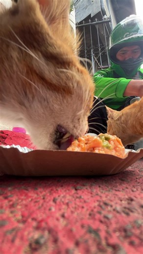 habang wala pa akong deliver pinakain ko muna sila #benjomakulet #grab #grabfood #catlover