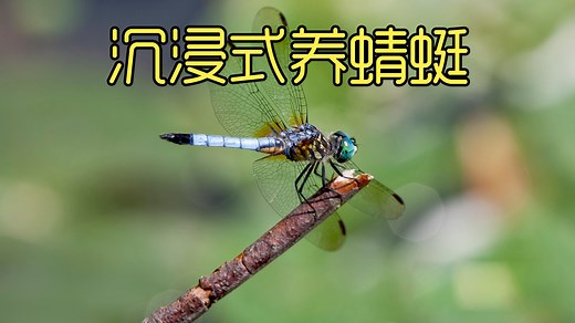 沉浸式养蜻蜓，从小爬虫养到蜻蜓的过程，没想到这么神奇