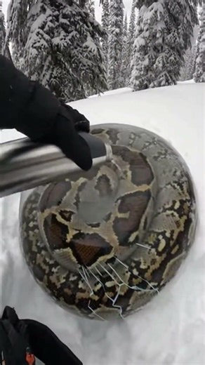 This Python Was Frozen Solid… Until Hot Water Cracked the Ice