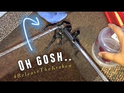 NIGHTMARE in my Thailand Black Tarantula's enclosure too ?!!