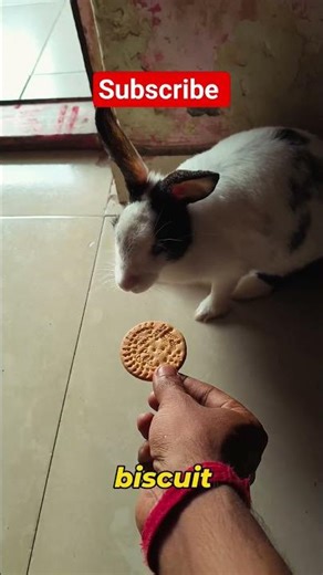 Rabbit Training in Hindi | खरगोश को ट्रेन कैसे करें (Easy Tips)