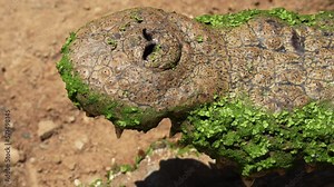 An extreme close-up of a Nile crocodile's algae-covered snout shows the two nostril openings.