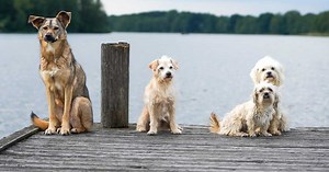 Voici les races de chiens les plus rares