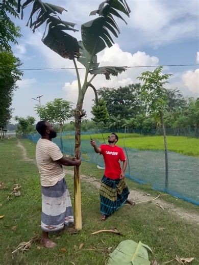 Satisfying Tree Chopping #treechopping #asmr #asmrsounds #satisfying #satisfyingasmr