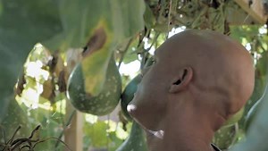 1M views · 10K reactions | Here's an episode of our in-flight video magazine, Hawaiian Skies, about Ipu Heke, which is a percussion instrument made of gourds that is often used in hula. | Hawaiian Airlines | Facebook