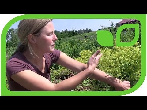 Wann und wie schneide ich Frauenmantel (Alchemilla)