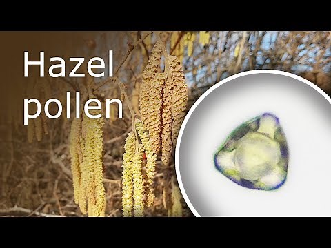 Hazel Pollen Under a Microscope (100x-1000x)