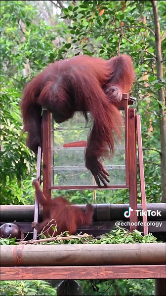 This Baby Orangutan Needs a Helping Hand Credit:炸毛小熊 This channel documents animals within open-space environments, acknowledging the complex reality of the modern era: that the habitats beyond the frame are often fragmented, disappearing, or under threat. #orangutan #animals #animalshorts #wildlifeonearth #naturelovers
