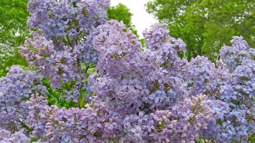 How to start new plants from hardwood cuttings, prunings