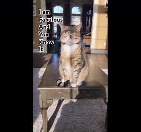 Fabulous Cat Sitting on Coffee Table