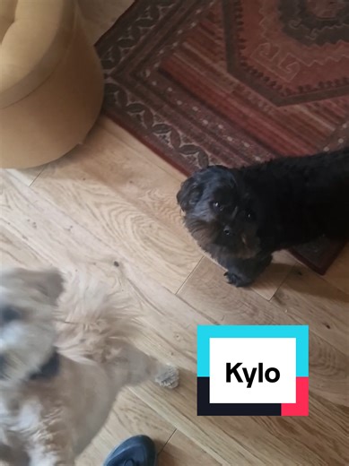 Kylo on TikTok