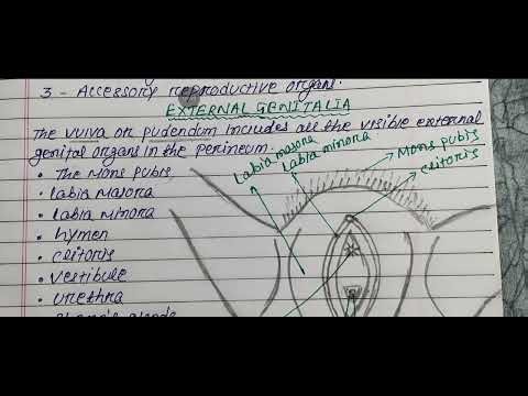 ମହିଳା ପ୍ରଜନନ ତନ୍ତ୍ରର ଗଠନ | Female Anatomy OBG | GNM 3rd Year | B.Sc Nursing 6th Sem