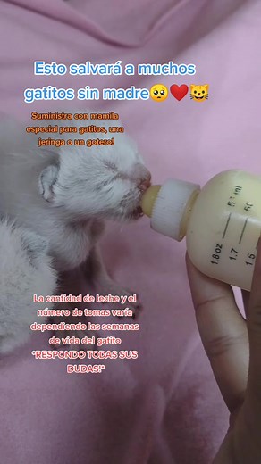 Cómo alimentar a gatitos recién nacidos de forma adecuada