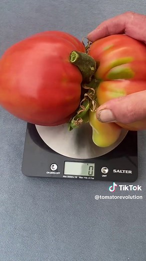Tomato Revolution on TikTok