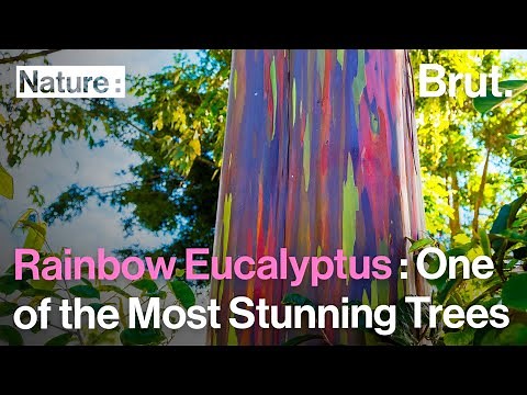 The Rainbow Eucalyptus Is One of the Most Stunning Trees