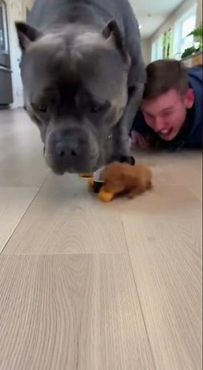 I Shouldn't Have Raced My Dogs #shorts #funny #fails