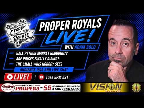 Ball Python Market Rebound? | Solo Show, Pricing, ASF Feeding & Business Lessons