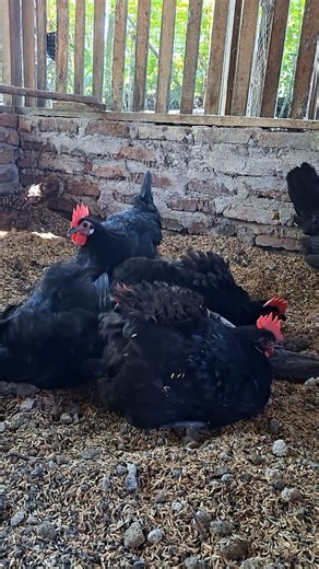 Sedang menikmati kandang baru nya, sifat alami ayam mandi pasir atau kipu #ayamkampungpetelur | Ismail Ada Ternak