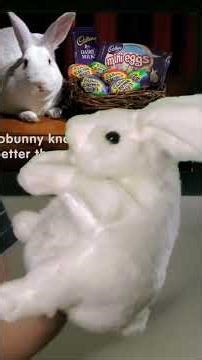 🐰 next easter, i'll be the new @cadburyusa bunny for cadbury chocolate eggs 🐰