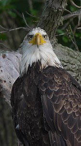 Close up of sub adult bald eagle ….#Sony #sonyalpha #sonyphotography #sonyprousa #natgeo #natgeoyourshot #natgeowild #eagles #baldeagles #usa #birdsofprey #predator #birds #wildlife #wildlifephotography #natgeowildlife #birdsofinstagram #birdwatching #wildanimals #wildlifeplanet #naturelovers #naturephotography #bbcearth #natgeowildlife #wildlifeconservation | Mike J Dukarm