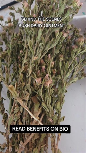 🌼 Bush Daisy Ointment Benefits Soothes irritated skin – Great for rashes, eczema, bites, or inflamed patches. Anti-inflammatory – Helps calm redness, swelling, and flare-ups. Healing support – Traditional use for cuts, sores, and minor wounds. Moisturising base – Mixed with fats/oils, it helps keep skin soft while delivering the medicine deep into the skin. Respiratory rub – Can be used as a chest rub in some communities for coughs or congestion (like a natural bush Vicks). 🧼 Bush Daisy Soap B