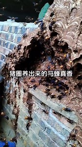 16K views · 174 reactions | What’s for dinner Hornet larvae, fresh from the nest ️ #WildEats #InsectHarvesting | Way of Nature | Facebook