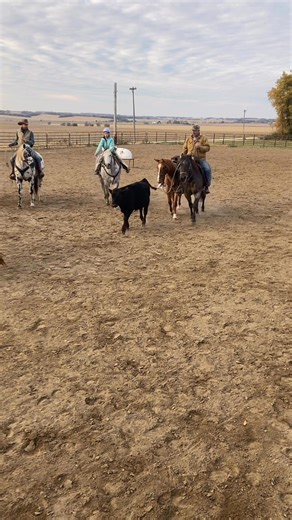 Working young horses and learning new things is the best way to spend a Sunday afternoon. | Rahn Ranch Horses