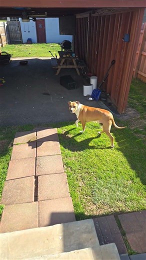 having fun outside #dog #pets #love #animals #funny