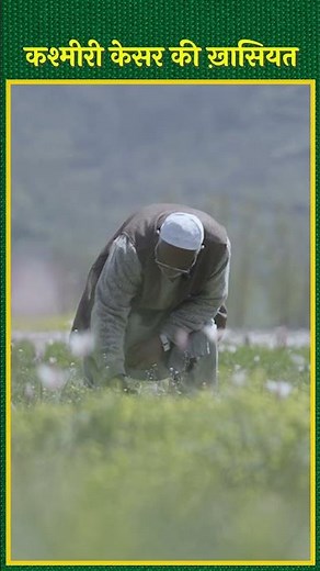 जानिए Kashmiri केसर की विशेषता | Saffron Farming | Saffron Cultivation | Kesar Ki Kheti #shorts
