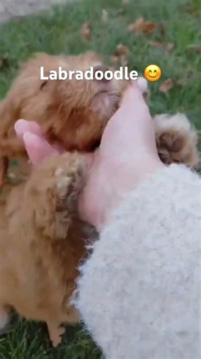 Labradoodle #dogs #animals