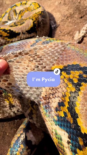 Meet Pycia: Shedding Anaconda | Reptile Trend