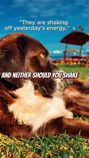 The pet morning routine you need to see #motivation #animals #morningtips