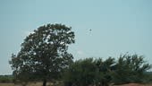 A red-tailed hawk flying over a pasture in rural Oklahoma during the...