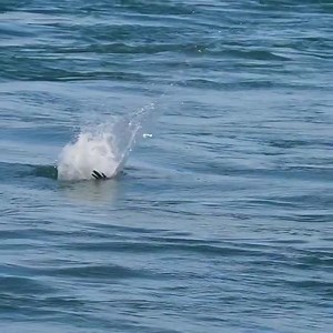 3.8M views · 10K reactions | Incredible | Amazing World | Facebook