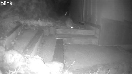 It is literally an invasion! | Daniel Dietrich Photography