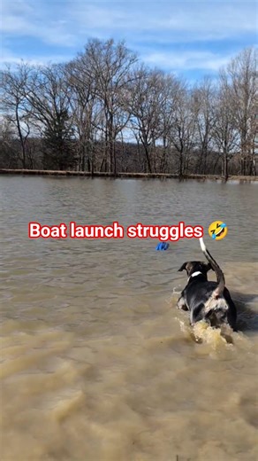 #boatlaunch #fail #rcboat #waterdogs #dogs