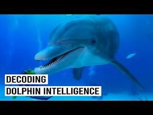 Everything We Know About Dolphin Intelligence