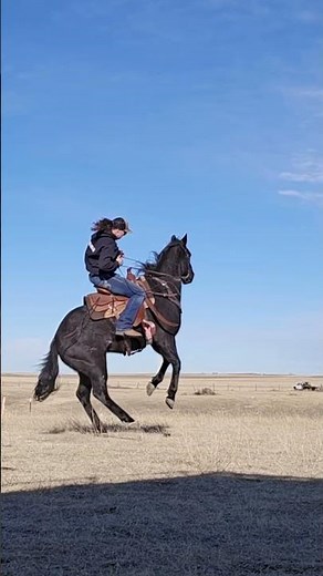 YEEHAW!! 💥🐎 Wacky and weird animals to make you laugh! 🤣🐕