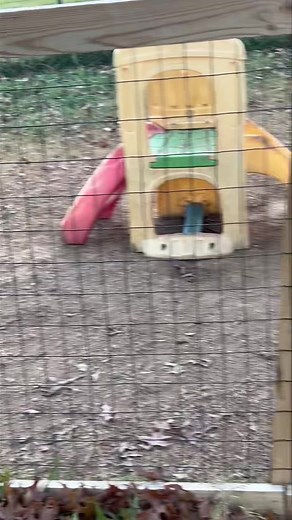 Our 3 newest additions to Holston Mountain Collies ,Ellie Mae ( rough sable ), Laurel ( blue smooth) ,and Buckeye ( smallest rough sable ) are growing and doing so good !! I had to take a video while they were in their fence because when they are out they stay at my feet and I can’t get a video 😂 | Holston Mountain Collies