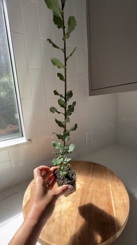 Cork Oak Bonsai Starter Tree | Quercus Suber | Live Oak Seedling | Bonsai Starter Plant | Deciduous Bonsai | Oak Tree Gift - Etsy