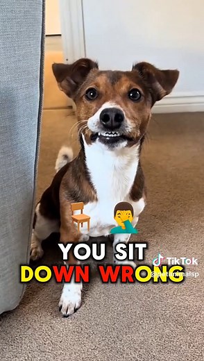 Discovering the Jack Russell Terrier: A Loyal Companion