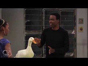 A.N.T Farm - Animal HusbANTry