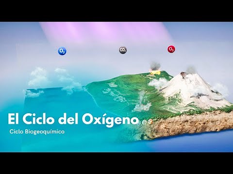 El Ciclo del Oxígeno