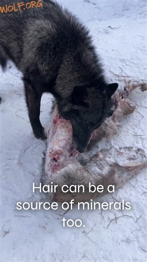 Wolves are not fed by meat alone