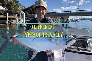 10 Different Types Of Trevally - diversity of the sea