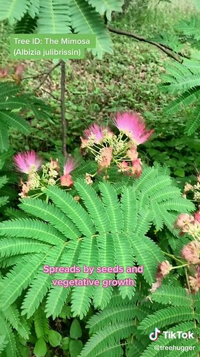 Mimosa Tree ID: Invasive Beauty