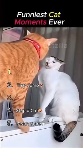 Ranking Cutest & Funniest Cat Moments 😭
