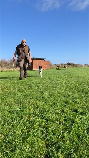 Great to see Hudson our English Pointer Puppy getting the hang of walking on a loose Lead! We still have a lot of work to do in order to get it perfect but a few minutes of practice here and there and we will get there in no time at all!🙌💙🐾 | Harris Hounds