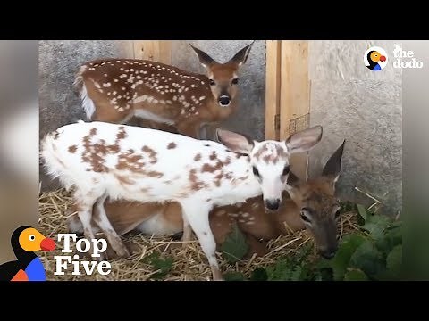 Special Baby Deer Loves To Play Mom To Her Friends & Other Deer Stories | The Dodo Top 5