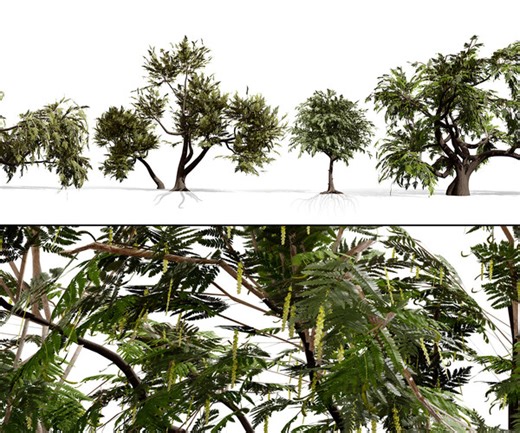 ArtStation - Prosopis Cineraria 3D Model Pack | Resources